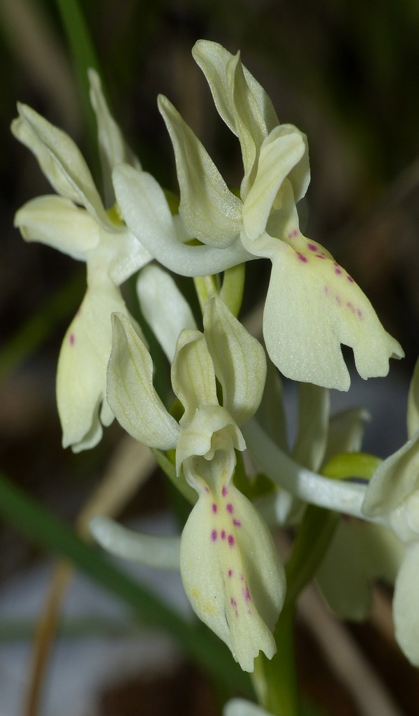 O.pauciflora, O.provincialis, O.quadripunctata, O.xcolemanii, 4 belle Orchis.